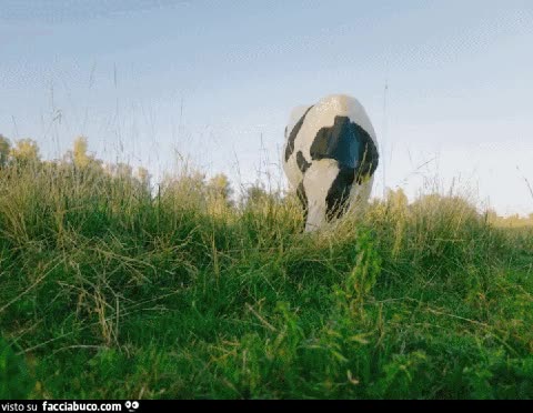 gif animata