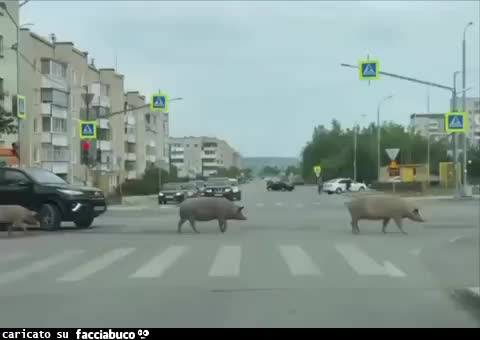 Gif Animata