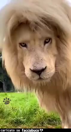 gif animata