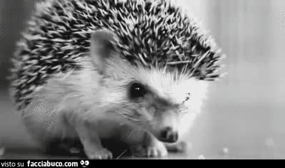 gif animata