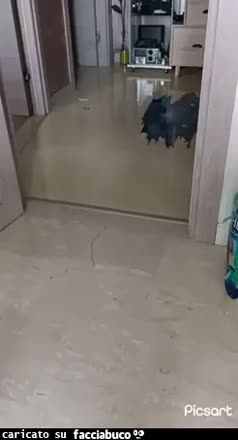 Gif Animata