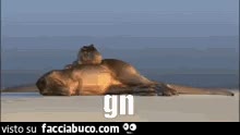 gif animata