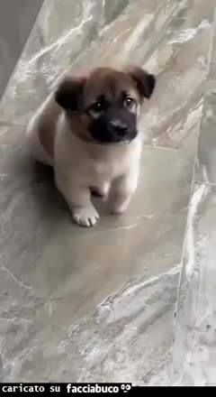 Gif Animata
