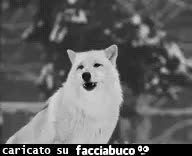 gif animata