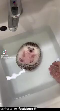 Gif Animata