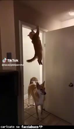 Gif Animata