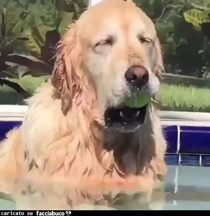 Gif Animata