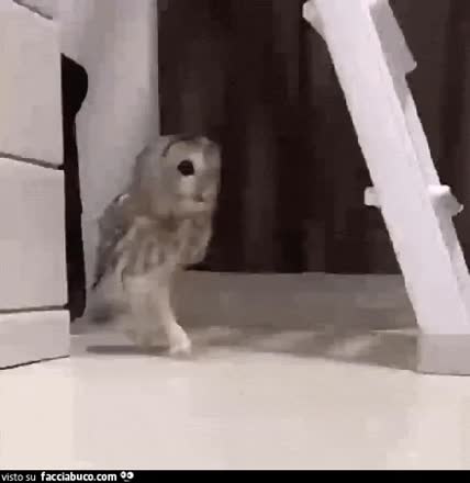 gif animata