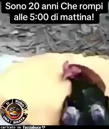 Gif Animata