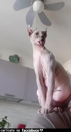 Gif Animata