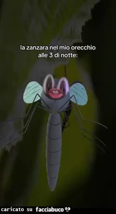 Zanzare