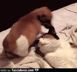 gif animata