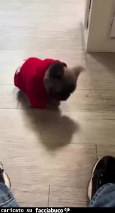 gif animata