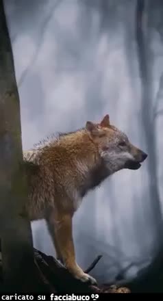Gif Animata