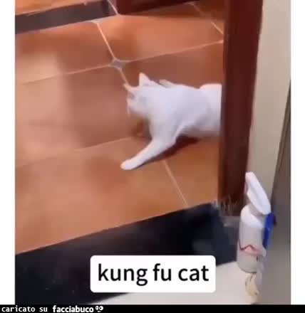 Gif Animata