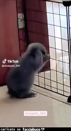 Gif Animata
