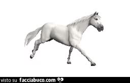 Cavallo