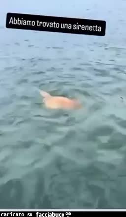 Gif Animata