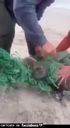 Gif Animata