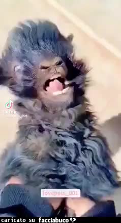 Gif Animata