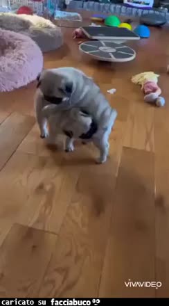 gif animata