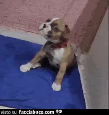 gif animata