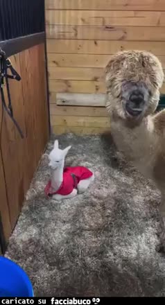 Gif Animata