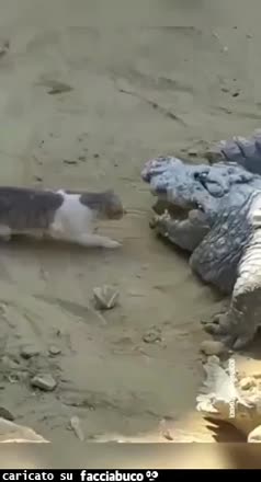 Gif Animata