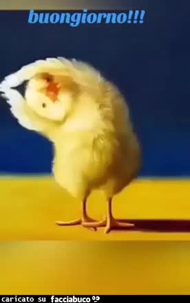 Gif Animata