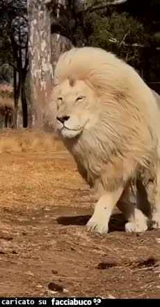 Gif Animata