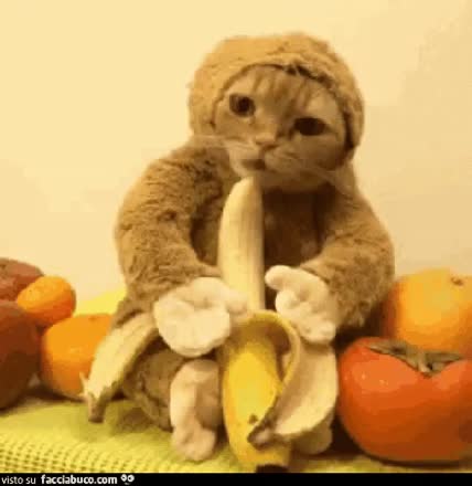 gif animata