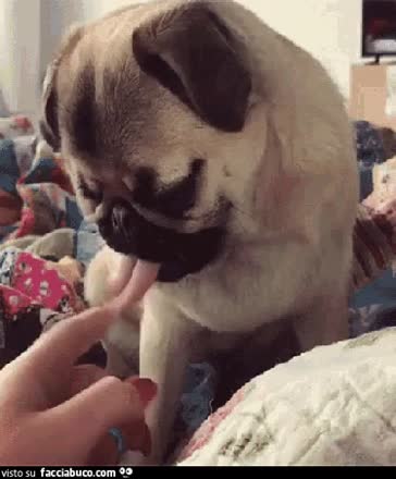 gif animata