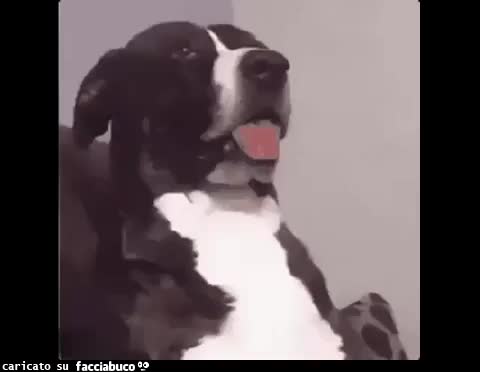 gif animata