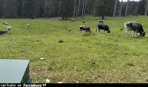 Malga