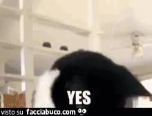 gif animata