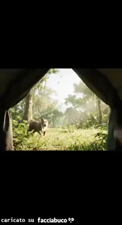 Gif Animata