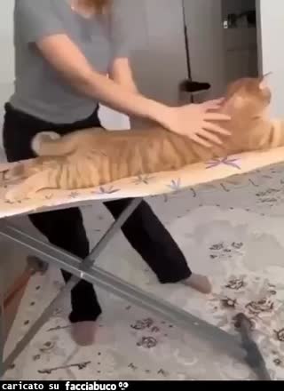 Gif Animata