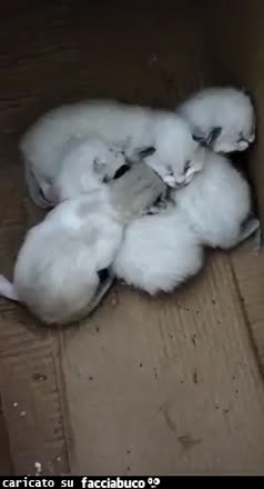 gif animata