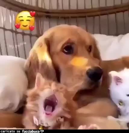 Gif Animata