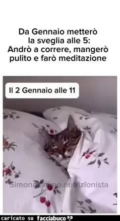 Da gennaio metterò la sveglia alle 5 andrò a correre mangerò pulito e farò meditazione io alle 11 il 2 gennaio gatto letto