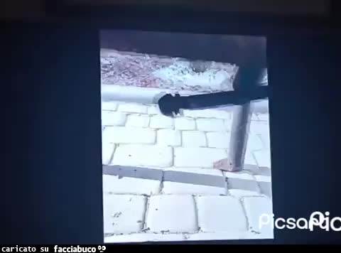 Gif Animata