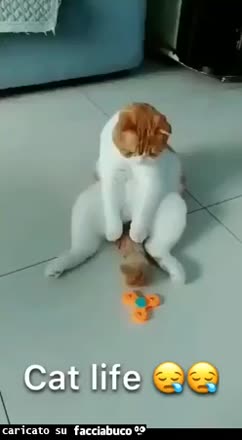 gif animata