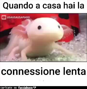 Connessione wifi lenta