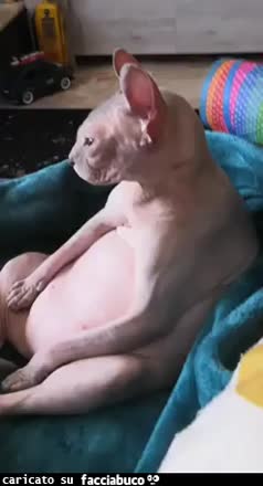 Gif Animata
