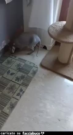 Gif Animata
