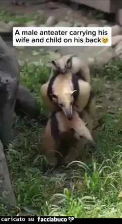 Gif Animata