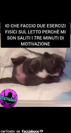 Gif Animata
