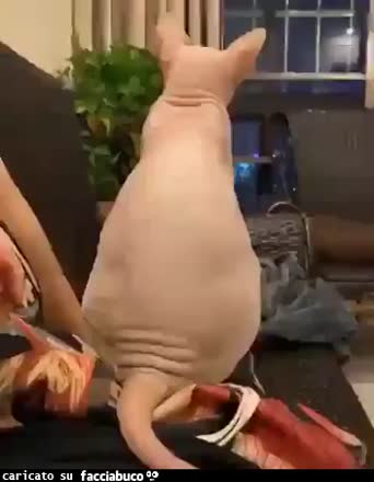 gif animata