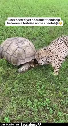 Gif Animata