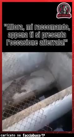 Allora mi raccomando appena ti si presenta l'occasione afferrala coccodrillo